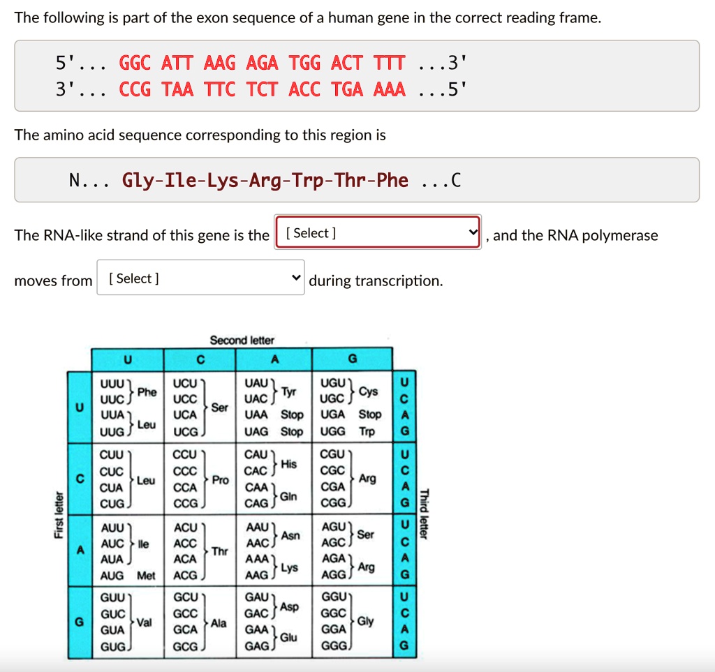 SOLVED 'please see attachment The RNAlike strand of this gene is the