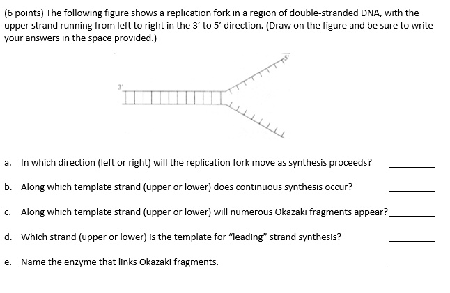 points the following figure shows replication fork in region of double ...
