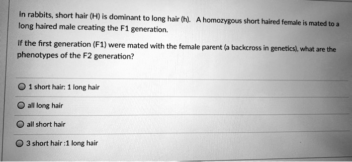 SOLVED: In rabbits, short hair (H) is dominant to long hair (h). long ...