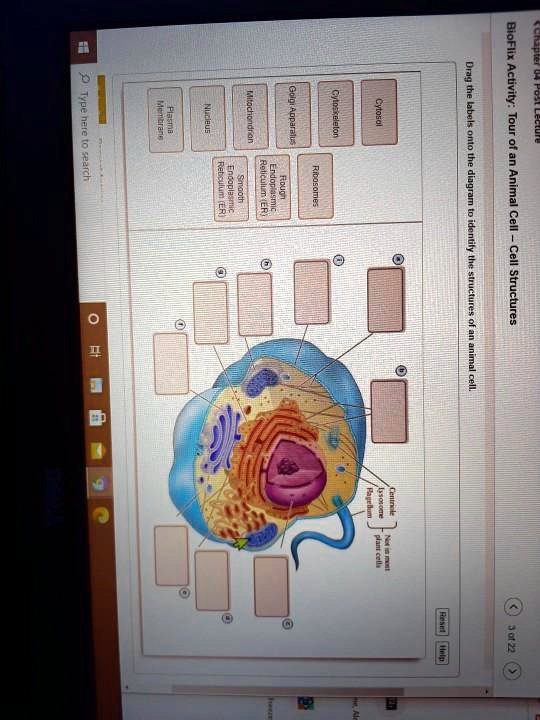 SOLVED: 1 BioFlix Activity 1 Tour of an Animal 1 Cell Cell Stnchure 5 8 ...