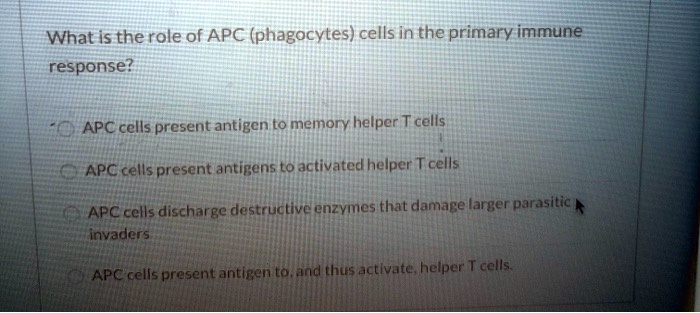 What is the role of APC (phagocytes) cells in the primary immune response?

APC cells present antigen to memory helper T cells
APC cells present antigens to activated helper T cells
APC cells discharge destructive enzymes that damage larger parasitic invaders
APC cells present antigen to, and thus activate, helper T cells.