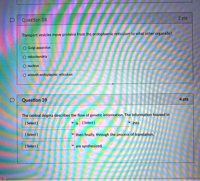 Question 38 2 pts
Transport vesicles move proteins from the endoplasmic reticulum to what other organelle?
Golgi apparatus
mitochondria
nucleus
smooth endoplasmic reticulum

Question 39 4 pts
The central dogma describes the flow of genetic information. The information housed in [ Select ] is [ Select ] into [ Select ] then finally, through the process of translation, [ Select ] are synthesized.