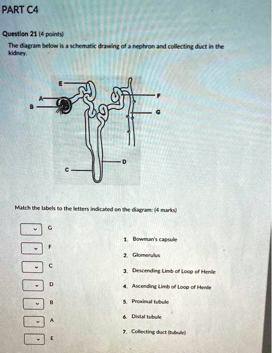 Solved Question Points The Diagram Below Is A Schematic