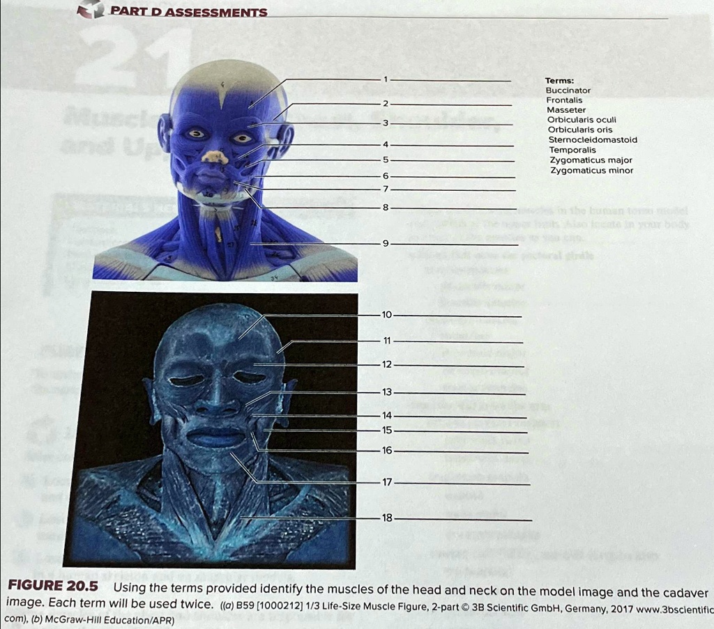 Depressor anguli oris | Anatomy.app, image size:1024x903