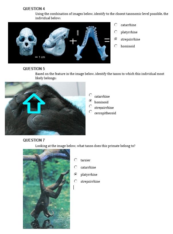 QUESTION 4
Using the combination of images below, identify to the closest taxonomic level possible, the individual below:
catarrhine
platyrrhine
strepsirrhine
hominoid

QUESTION 5
Based on the feature in the image below, identify the taxon to which this individual most likely belongs:
catarrhine
hominoid
strepsirrhine
cercopithecoid

QUESTION 7
Looking at the image below, what taxon does this primate belong to?
tarsier
catarrhine
platyrrhine
strepsirrhine