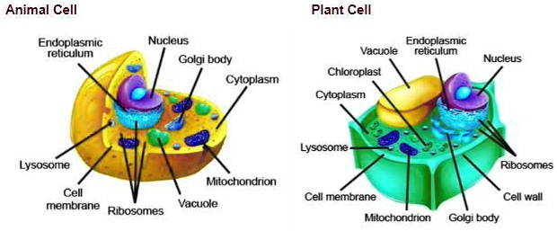 SOLVED: Using the picture below, compare and contrast the plant cell ...