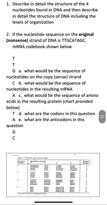 SOLVED: 1. Describe in detail the structure of the four nucleotides ...