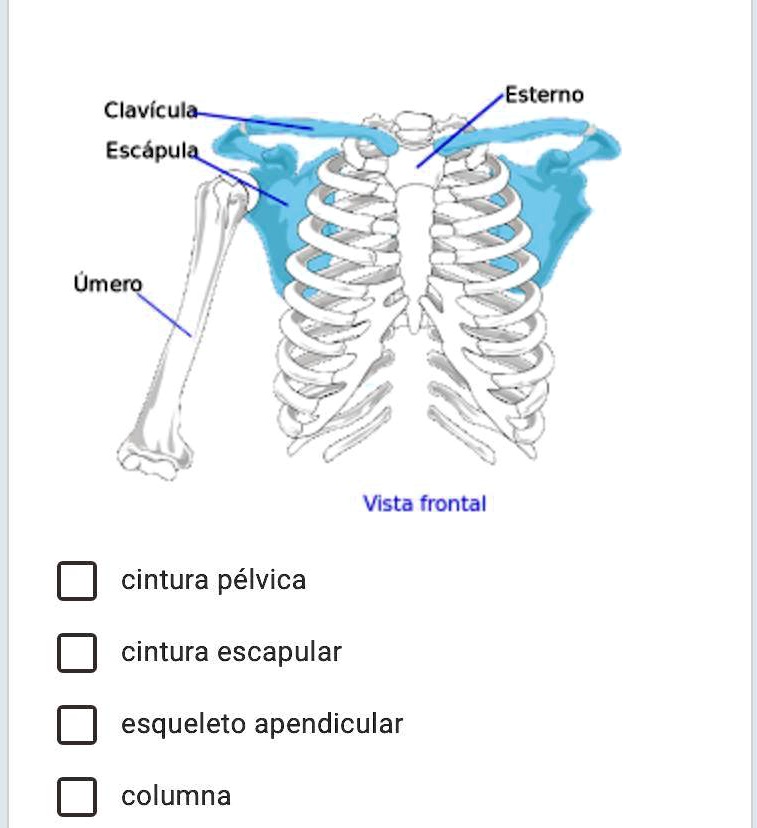 SOLVED: La región coloreada corresponde a: Esterno Clavícula Escápula ...