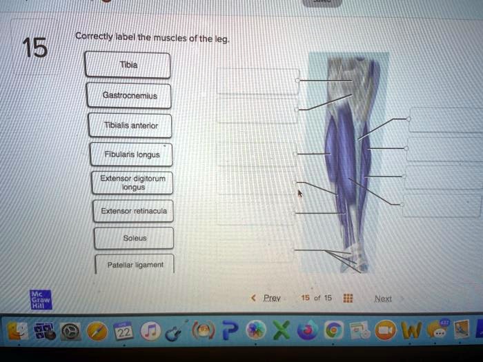 SOLVED Correctly label the muscles of the leg 1. Tibia 2