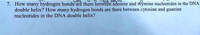 7. How many hydrogen bonds are there between adenine and thymine nucleotides in the DNA double helix? How many hydrogen bonds are there between cytosine and guanine nucleotides in the DNA double helix?