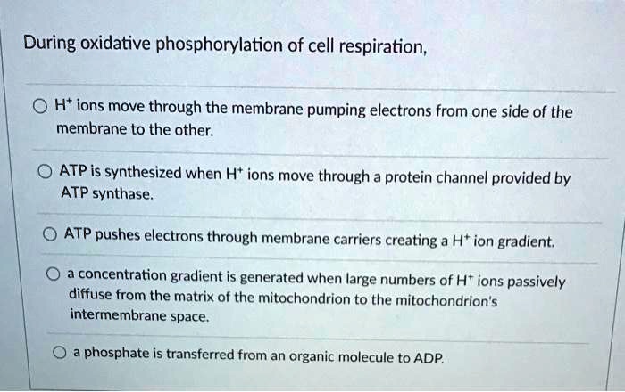 During oxidative phosphorylation of cell respiration,
H+ ions move through the membrane pumping electrons from one side of the membrane to the other.
ATP is synthesized when H+ ions move through a protein channel provided by ATP synthase.
ATP pushes electrons through membrane carriers creating a H+ ion gradient.
a concentration gradient is generated when large numbers of H+ ions passively diffuse from the matrix of the mitochondrion to the mitochondrion's intermembrane space.
a phosphate is transferred from an organic molecule to ADP.
