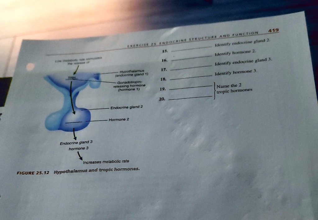 EXERCISE 25 ENDOCRINE STRUCTURE AND FUNCTION 419 Identify endocrine ...