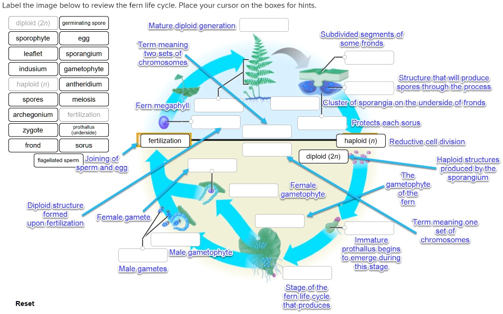 SOLVED Label the image below to review the fern life cycle; Place your