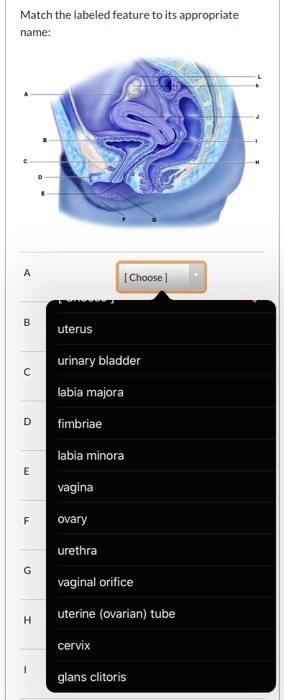 Solved Match The Labeled Feature To Its Appropriate Name Choose Uterus Urinary Bladder Iabia 