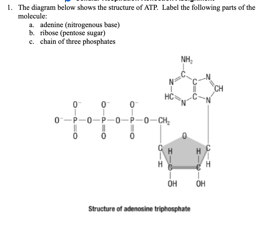 1 The diagram below shows the structure of ATP Label the following ...