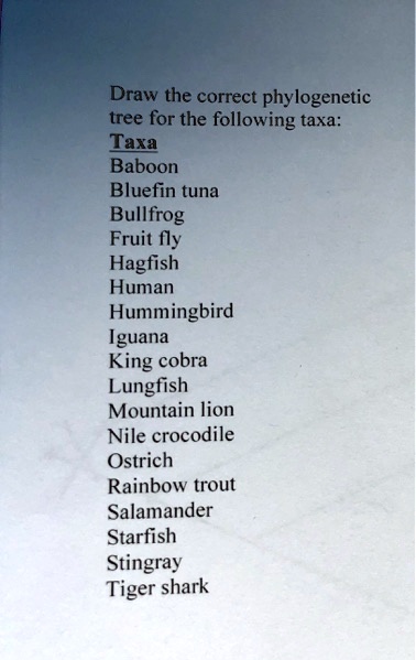 Draw the correct phylogenetic tree for the following taxa:
Taxa
Baboon
Bluefin tuna
Bullfrog
Fruit fly
Hagfish
Human
Hummingbird
Iguana
King cobra
Lungfish
Mountain lion
Nile crocodile
Ostrich
Rainbow trout
Salamander
Starfish
Stingray
Tiger shark