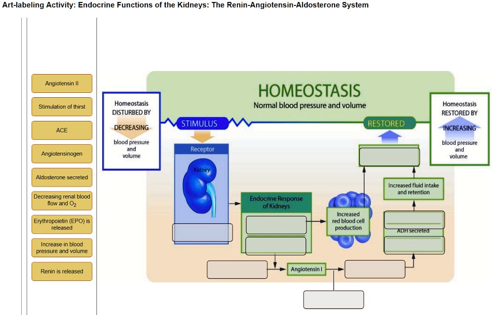 Solved: Title: Labeling The Hormones And Events Of The Renin 