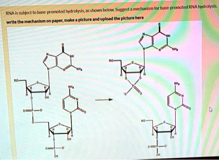 SOLVEDmnechanism for basepromoted RNA hydrolysis RNA is subject to
