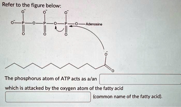 SOLVED: Refer to the figure below. Adenosine The phosphorus atom of ATP