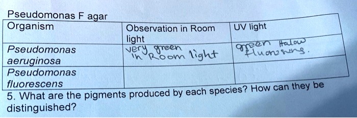 pseudomonas fagar organism observation in room uv light light dreen ...