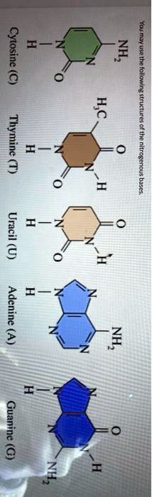 You may use the following structures of the nitrogenous bases.
Cytosine (C)
Thymine (T)
Uracil (U)
Adenine (A)
Guanine (G)