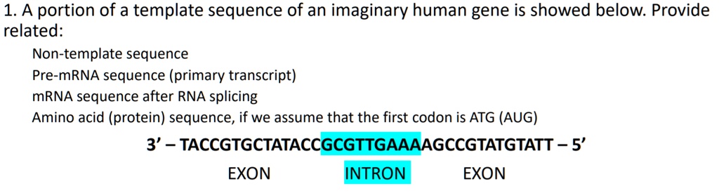 1 a portion of a template sequence of an imaginary human gene is showed ...