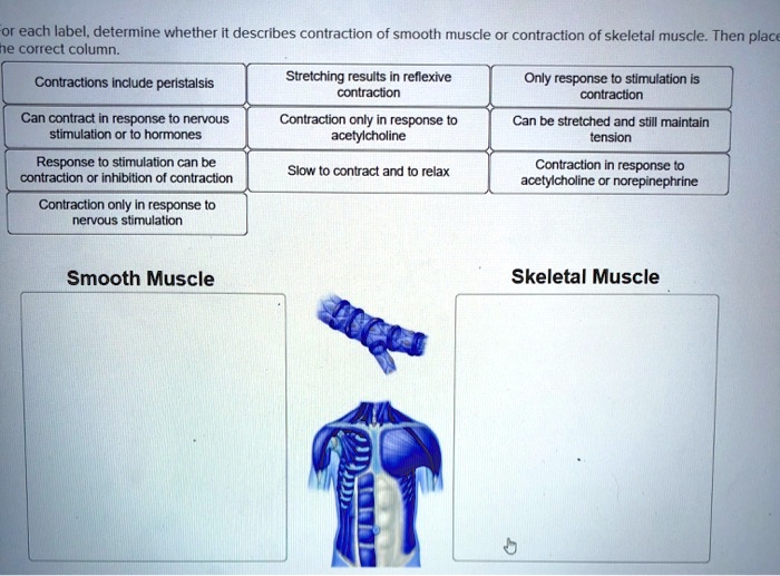For each label, determine whether it describes contraction of smooth muscle or contraction of skeletal muscle. Then place in the correct column.
Contractions include peristalsis
Stretching results in reflexive contraction
Only response to stimulation is contraction
Can contract in response to nervous stimulation or to hormones
Contraction only in response to acetylcholine
Can be stretched and still maintain tension
Response to stimulation can be contraction or inhibition of contraction
Slow to contract and to relax
Contraction in response to acetylcholine or norepinephrine
Contraction only in response to nervous stimulation
Smooth Muscle
Skeletal Muscle