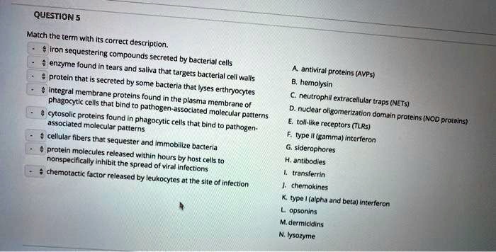 Match the term with its correct description.
iron sequestering compounds secreted by bacterial cells
enzyme found in tears and saliva that targets bacterial cell walls
protein that is secreted by some bacteria that lyses erthryocytes
integral membrane proteins found in the plasma membrane of phagocytic cells that bind to pathogen-associated molecular patterns
cytosolic proteins found in phagocytic cells that bind to pathogen-associated molecular patterns
cellular fibers that sequester and immobilize bacteria
protein molecules released within hours by host cells to nonspecifically inhibit the spread of viral infections
chemotactic factor released by leukocytes at the site of infection
A. antiviral proteins (AVPs)
B. hemolysin
C. neutrophil extracellular traps (NETs)
D. nuclear oligomerization domain proteins (NOD proteins)
E. toll-like receptors (TLRs)
F. type II (gamma) interferon
G. siderophores
H. antibodies
I. transferrin
J. chemokines
K. type I (alpha and beta) interferon
L. opsonins
M. dermicidins
N. lysozyme