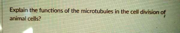 Explain the functions of the microtubules in the cell division of animal cells?