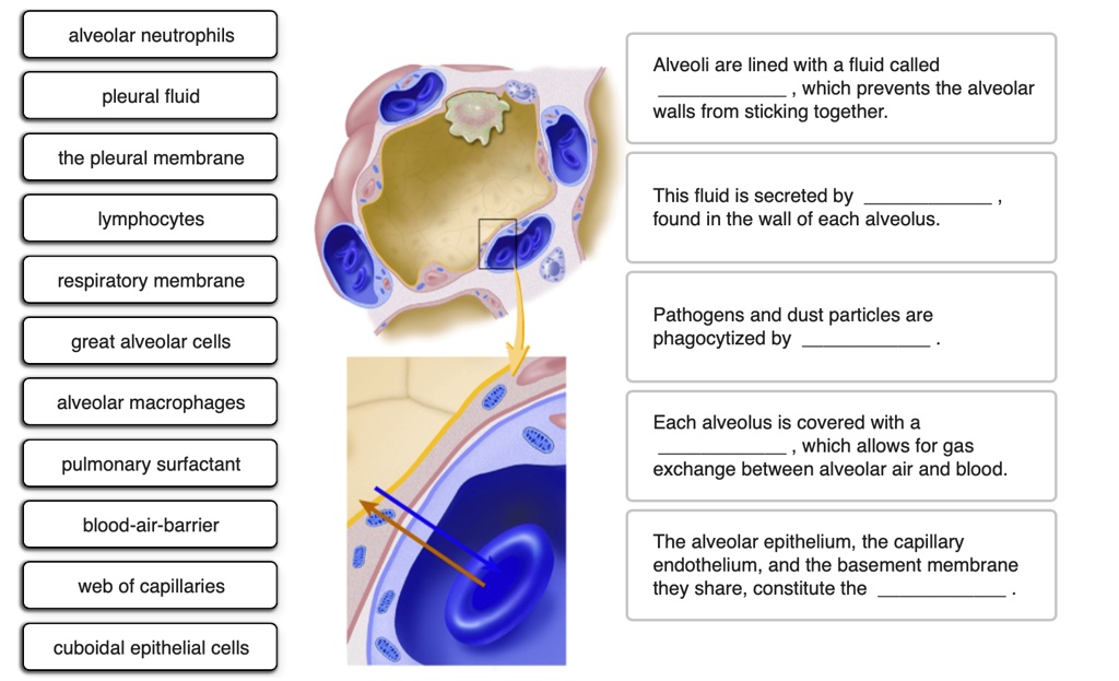 SOLVED: Alveolar neutrophils Alveoli are lined with a fluid called ...