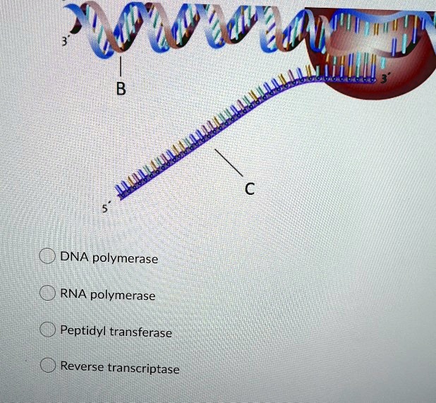 dna polymerase rna polymerase peptidyl transferase reverse transcriptase 61034