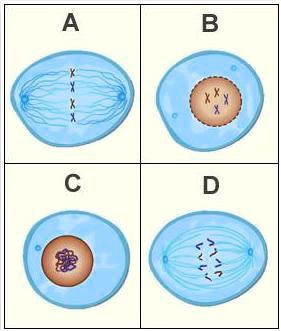 'Place the four images from the cell cycle in the correct chronological ...