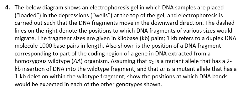 4. The below diagram shows an electrophoresis gel in which DNA samples are placed ("loaded") in the depressions ("wells") at the top of the gel, and electrophoresis is carried out such that the DNA fragments move in the downward direction. The dashed lines on the right denote the positions to which DNA fragments of various sizes would migrate. The fragment sizes are given in kilobase (kb) pairs; 1 kb refers to a duplex DNA molecule 1000 base pairs in length. Also shown is the position of a DNA fragment corresponding to part of the coding region of a gene in DNA extracted from a homozygous wildtype (AA) organism. Assuming that a1 is a mutant allele that has a 2-kb insertion of DNA into the wildtype fragment, and that a2 is a mutant allele that has a 1-kb deletion within the wildtype fragment, show the positions at which DNA bands would be expected in each of the other genotypes shown.