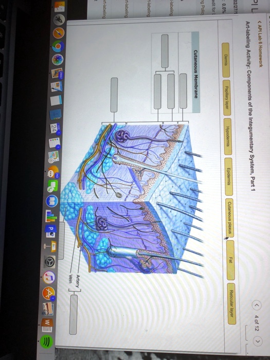 SOLVED: API Lab 6 Homework: Membrane Art-Labeling Activity - Components