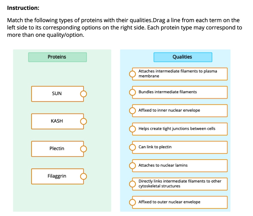 SOLVED Instruction Match the following types of proteins with their