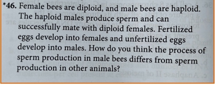 *46. Female bees are diploid, and male bees are haploid. The haploid males produce sperm and can successfully mate with diploid females. Fertilized eggs develop into females and unfertilized eggs develop into males. How do you think the process of sperm production in male bees differs from sperm production in other animals?