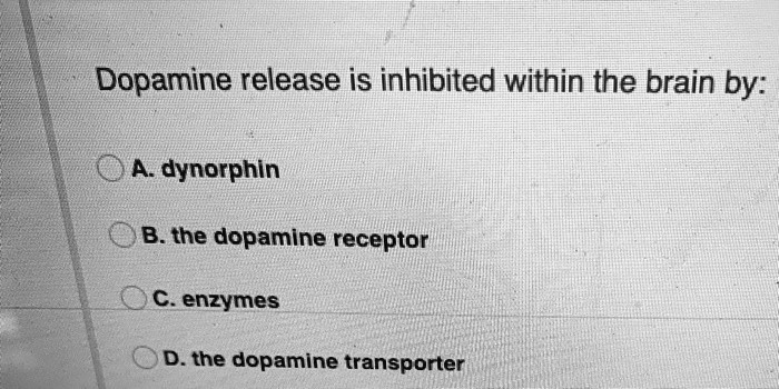 Dopamine release is inhibited within the brain by:
A. dynorphin
B. the dopamine receptor
C. enzymes
D. the dopamine transporter