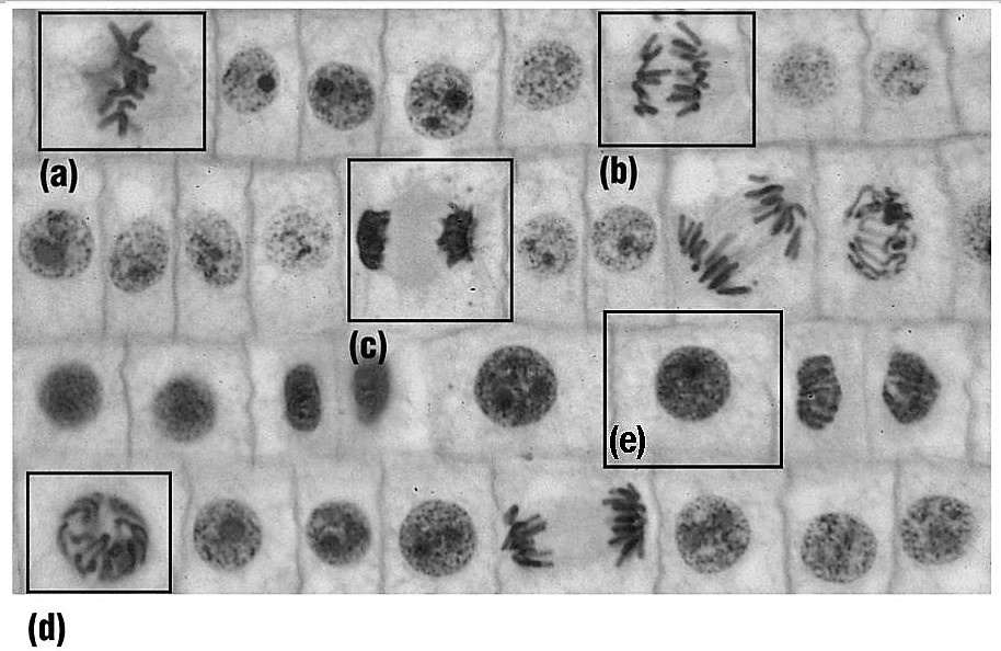 SOLVED: 'Using the image below determine what stage of the cell cycle ...