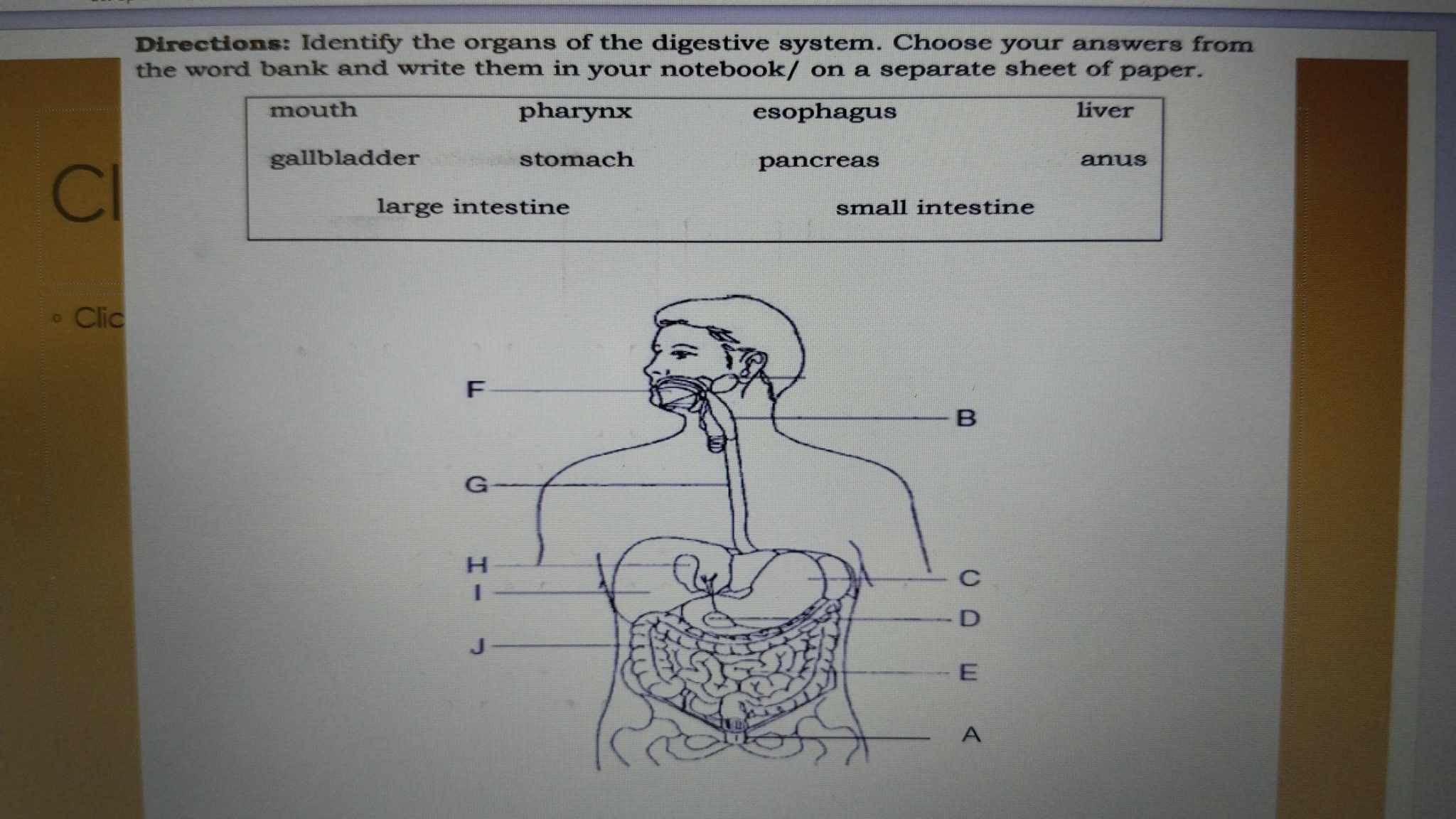 SOLVED: Directions: Identify the organs of the digestive system. Choose ...