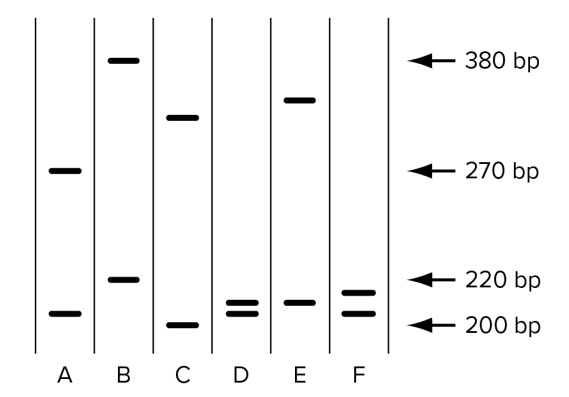 380 bp
270 bp
220 bp
200 bp
A B C D E F