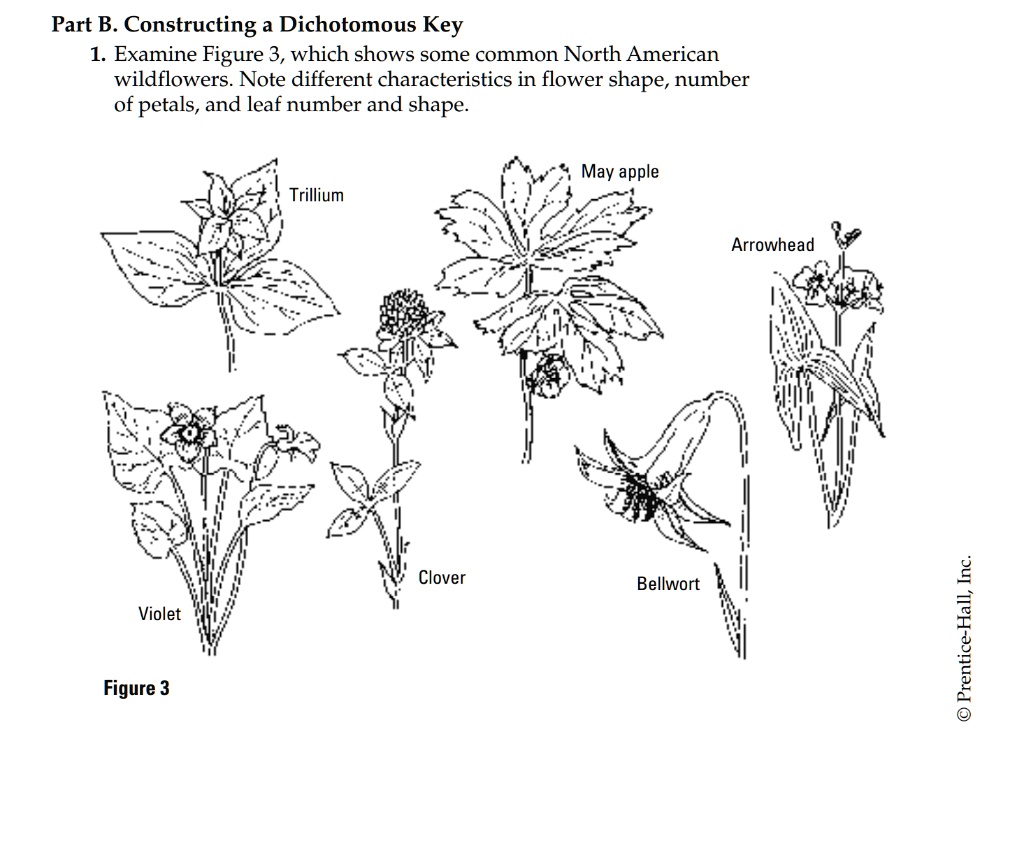 SOLVED Part B. Constructing a Dichotomous Key 1. Examine Figure 3