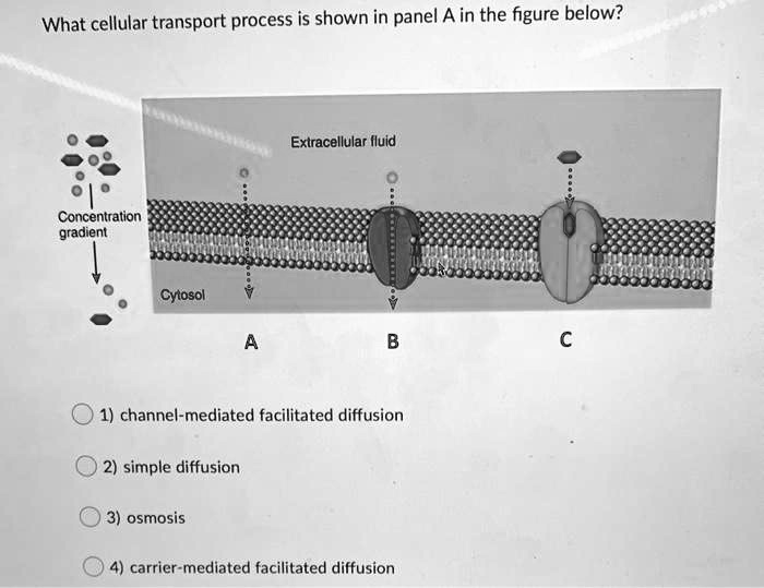 What cellular transport process is shown in panel A in the figure below?
Concentration
gradient
Extracellular fluid
Cytosol
A
B
C
1) channel-mediated facilitated diffusion
2) simple diffusion
3) osmosis
4) carrier-mediated facilitated diffusion