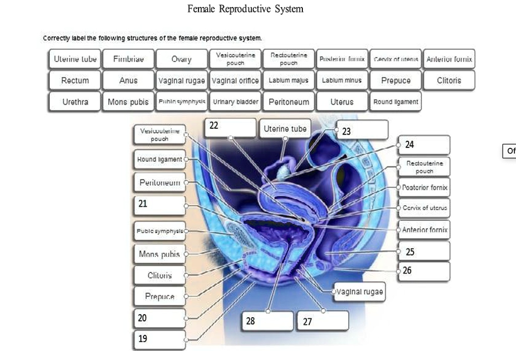 Female Reproductive System Correctly Label The Following Structures Of Female Reproductive System Correctly Label The Following Structures Of