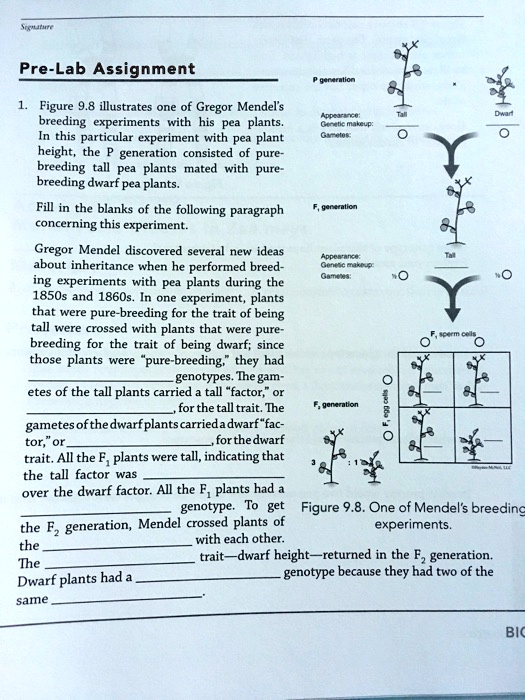 SOLVED Pre Lab Assignment Figure 9 8 Illustrates One Of Gregor Mendels