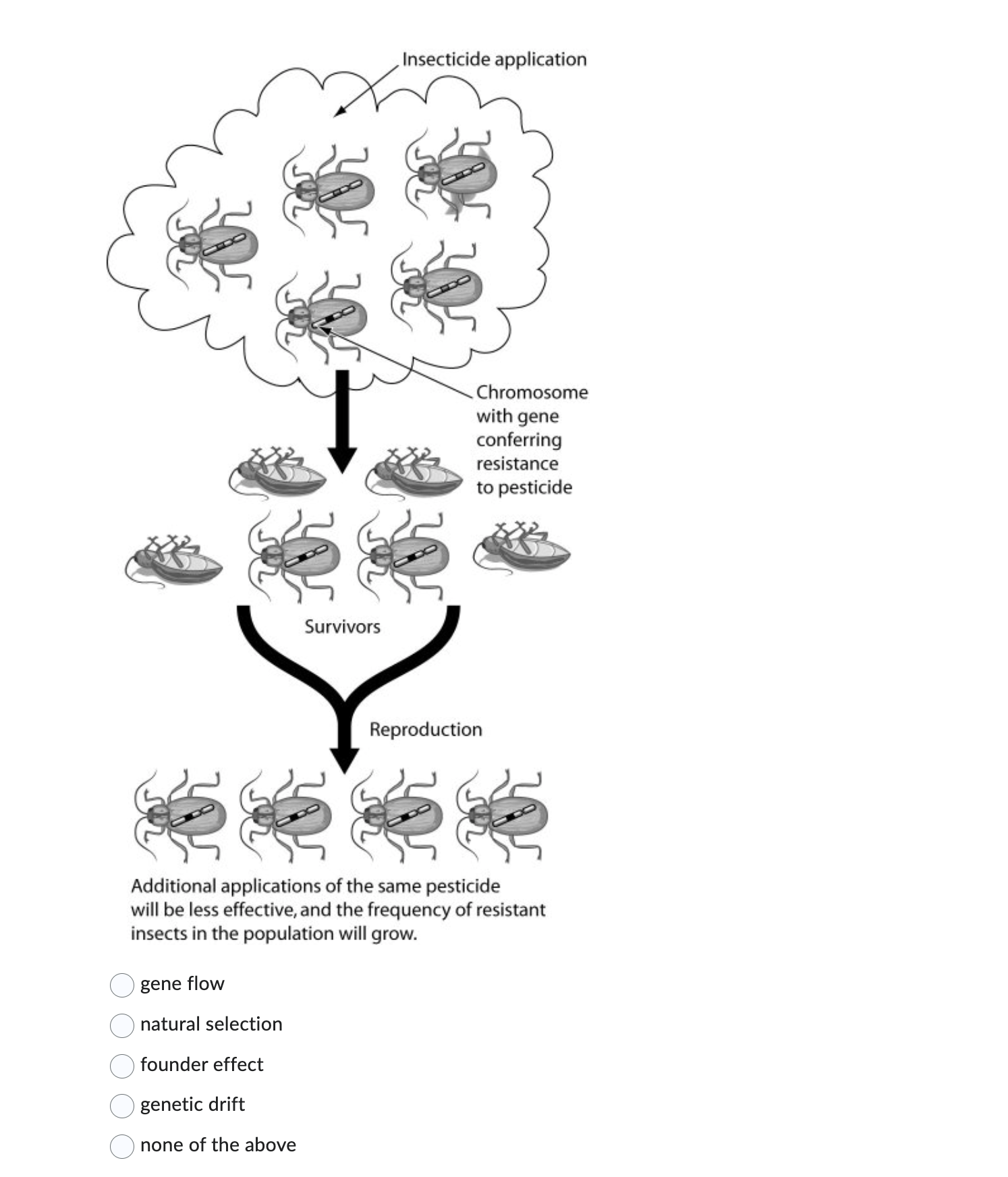 What Is Genetic Drift Quizlet - 6cvb9ls