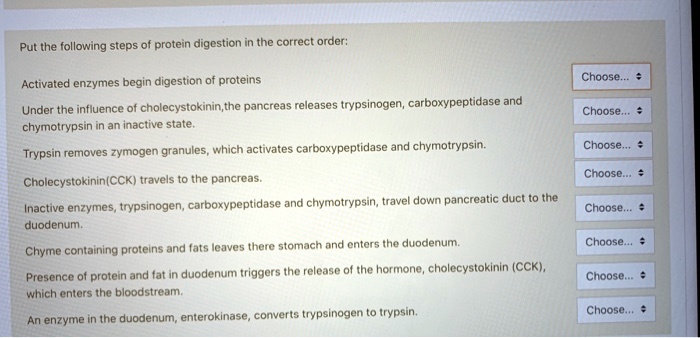 put the following steps protein digestion in the correct order ...
