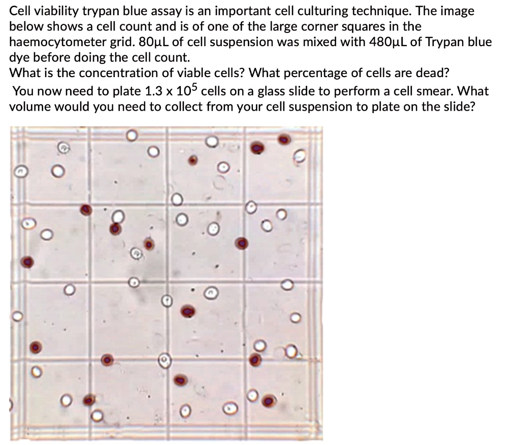 SOLVED: Cell Viability Trypan Blue Assay Is An Important Cell Culturing ...