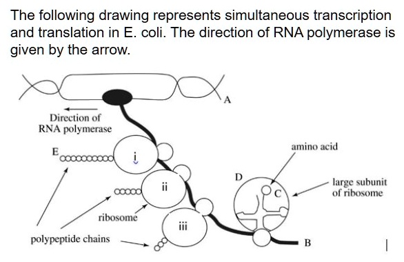 The following drawing represents simultaneous transcription and translation in E. coli. The direction of RNA polymerase is given by the arrow.
A
Direction of RNA polymerase
E
i
amino acid
ii
D
C
large subunit of ribosome
ribosome
iii
polypeptide chains
B