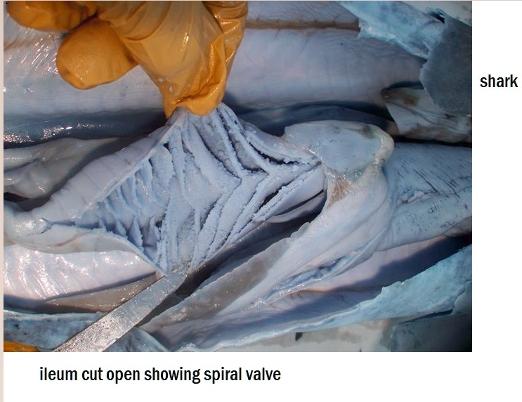 Solved Shark Ileum Cut Open Showing Spiral Valve