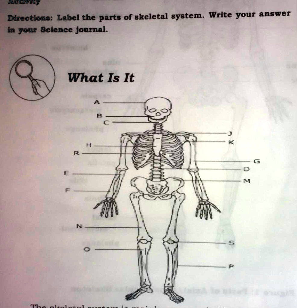 [GET ANSWER] Directions: Label the parts of skeletal system. Write your ...